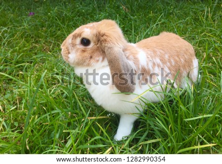 Cute bunny exploring the grass