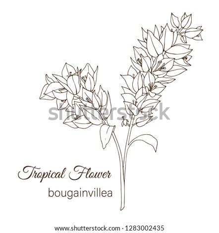 Vector illustration of tropical flower isolated on white background. Hand drawn bougainvillea. Floral outline. Coloring page. Sketch style. Tropic design elements