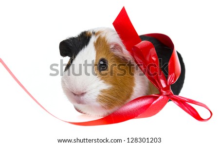  guinea pig  with a red ribbon