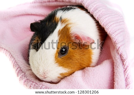 guinea pig in a pink cap isolated on white