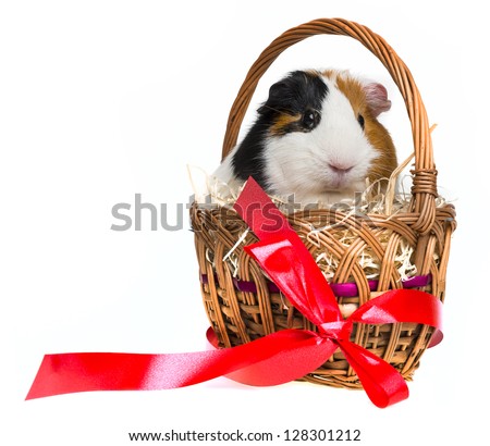 guinea pig in a little basket with a red ribbon