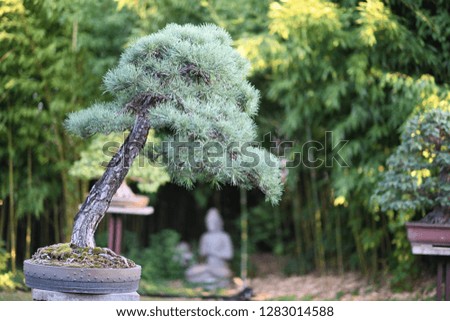 Japan bonsai in garden