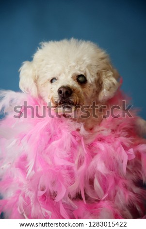 OLD Dog Photo Shoot. Beautiful 14 Year Old Blind and Deaf Bichon - Poodle Dog with a Pink and White feather boa with a blue seamless background. Valentines Day Dog Photo Shoot. Blind and Deaf Dog. 


