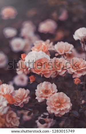 Beautiful blooming roses in the park. Selective soft focus, toned image.