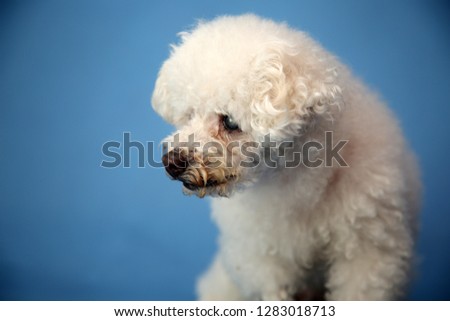 OLD Dog Photo Shoot. Beautiful 14 Year Old Blind and Deaf Bichon - Poodle with a blue seamless background. Valentines Day Photo Shoot. Blind and Deaf Dog. 
Dog Rescue Group Photo Shoot. 

