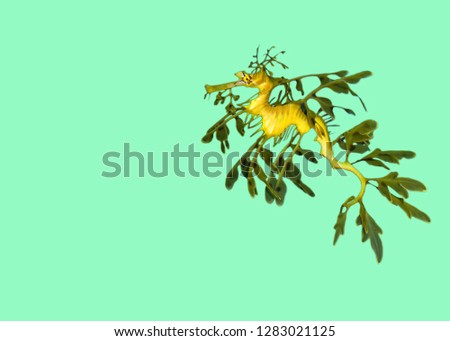 Yellow Seahorse isolated on green background. Sea horse isolated, design for any purposes. 