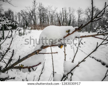 Snowy winter garden, trees, branches