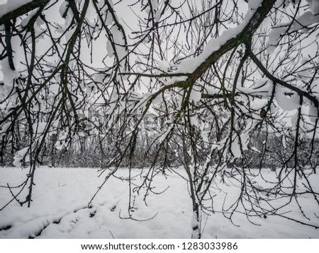 Snowy winter garden, forest, trees, branches