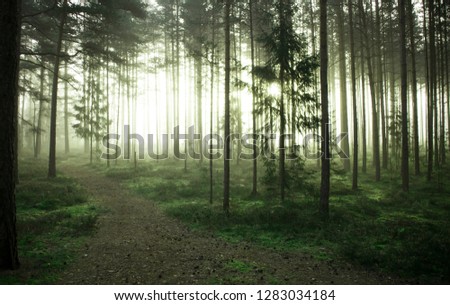 foggy morning in a pine forrest in autumn Royalty-Free Stock Photo #1283034184