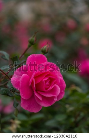 A picture of a pink rose in the gardens of the Hungarian Parliament (Budapest).