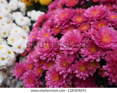 Colorful autumnal chrysanthemum background