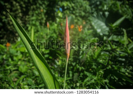 Tropical flower in rain forest - Puerto Rico