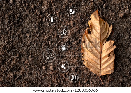 Dry leaves on the ground, loamy, and with icon technology about microbial degradation and various factors that become soil.