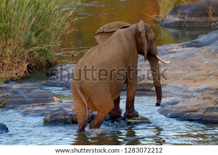 African Elephants (Loxodonta africana),  in the river, Kruger National Park, South Africa.