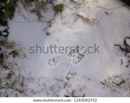 American life / Snow morning. Footprints of wildlife.