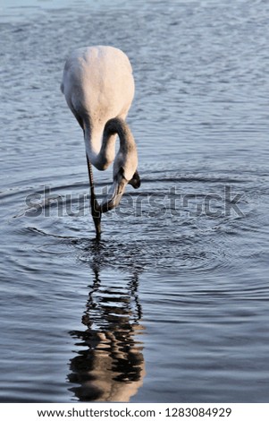 A picture of a Greater Flamingo feeding