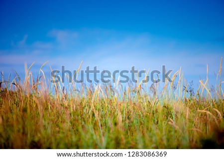 Hill covered with green grass against the blue sky