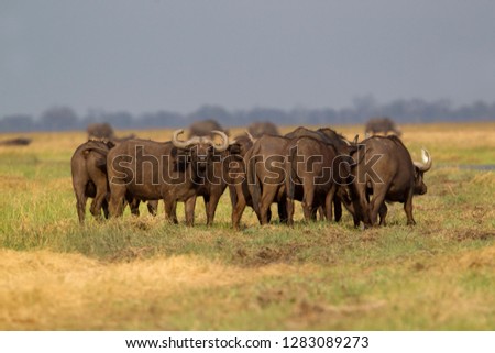 Cape Buffalos group (Syncerus caffer caffer) . Savuti, Chobe National Park, Botswana.