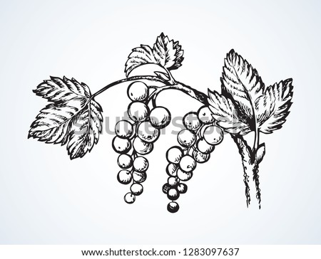 Fresh ripe redcurrant picture on light backdrop. Freehand line dark ink hand drawn blackcurrant emblem pictogram sketchy in retro art doodle cartoon style pen on paper space for text. Closeup view Royalty-Free Stock Photo #1283097637