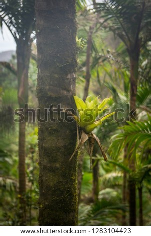 Palm tree. Palm leaf. Nature.