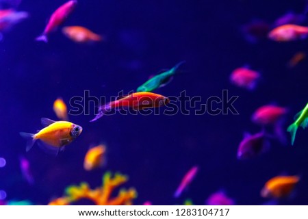 macro beautiful fish glo tetra fish danio rerio сlose up