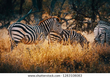 Zebras in the bushland near the Khwai North Gate Campsite at a glowing sunset, Moremi National Park, Okavango Delta, Botswana