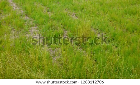 green grass grows on a road 