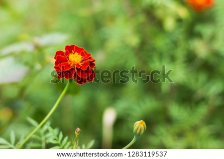 marigold flower gardening blurred unfocused colorful environment background 