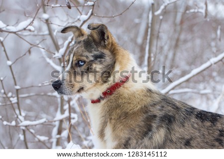 Dogs play in the snow in winter, Beautiful portrait of a pet on a sunny winter day