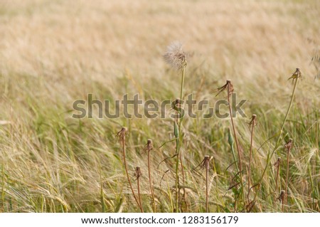 Dry dandelion plant on wheat field nature background. Selective focus, shallow DOF