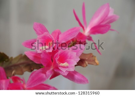 Epiphyllum Cashmere Pink