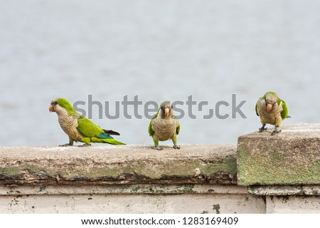 Three green parrots standing on the concrete railing looking in diferents directions with water background. One of them hase food in the peack. 