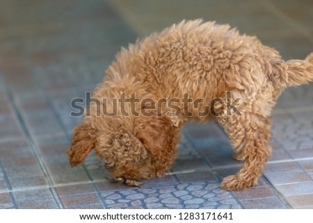 Cute puppy Toy Poodle 