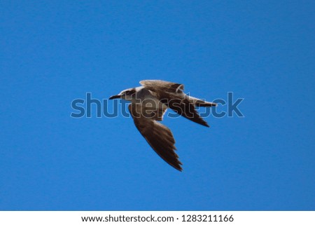 Sea Bird at Hilton Head Island South Carolina