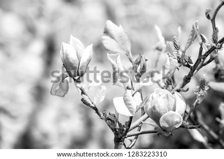 Nature, beauty, environment. Blossom of magnolia tree on sunny day, spring flower. Magnolia flower bloom on blurred background. Spring season concept. New life awakening.