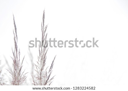 semi blur and blurred faded purple wild flower with white background created by early morning fog.Image has two third empty space suitable for text of background purposes.