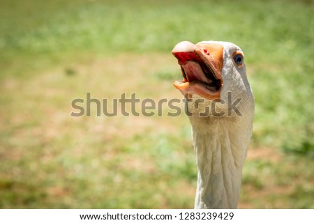Funny closeup image of the head of a giggling and gaggling white goose showing its tongue 