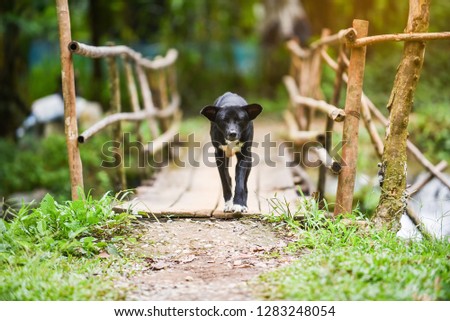 walking dog in park / black dog walking and runing on wood bridge in the garden