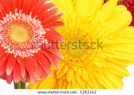 colorful daisies, close up