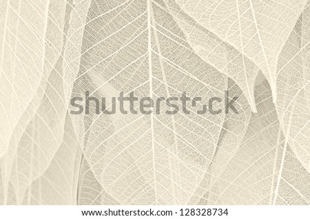 Dried leaves Royalty-Free Stock Photo #128328734