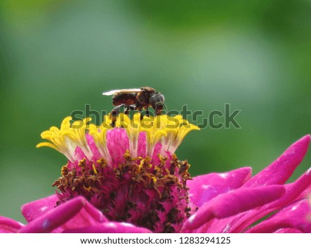 Beautiful pink flower in natural background, Center of growing flower, close up petals and pretty honey bee, Bright yellow floral of summer in field. New year greeting card and wallpaper. free space. 