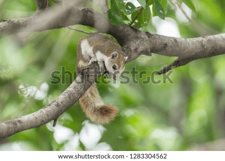 Squirrel is mammal animal and member of the family Sciuridae brown color on a tree in the nature wild
