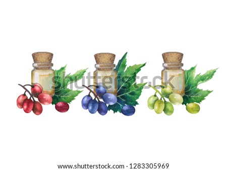 Watercolor bottles of essential oil made of grape seed decorated with white, blue and red berries and leaves. Hand painted collection isolated on white background