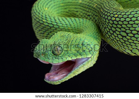 West African bush viper (Atheris chlorechis) attacking