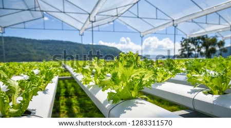 vegetable hydroponic system / young and fresh Frillice Iceberg salad growing garden hydroponic farm plants on water without soil agriculture in the greenhouse organic for health food Royalty-Free Stock Photo #1283311570