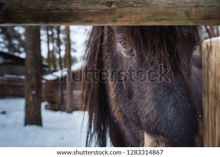 A portrait of a Shetland Pony