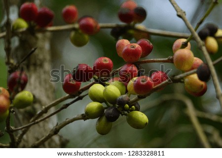 colorful premium quality coffee beans
