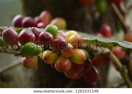 colorful premium coffee beans and green leaf