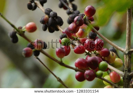 colorful premium coffee beans and green leaf