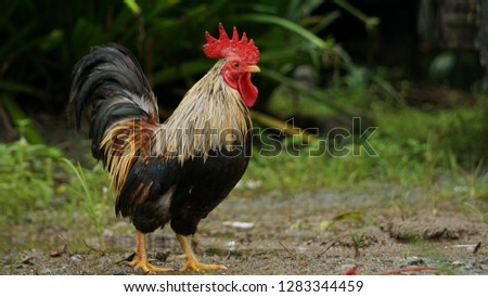 Brave rooster in the field